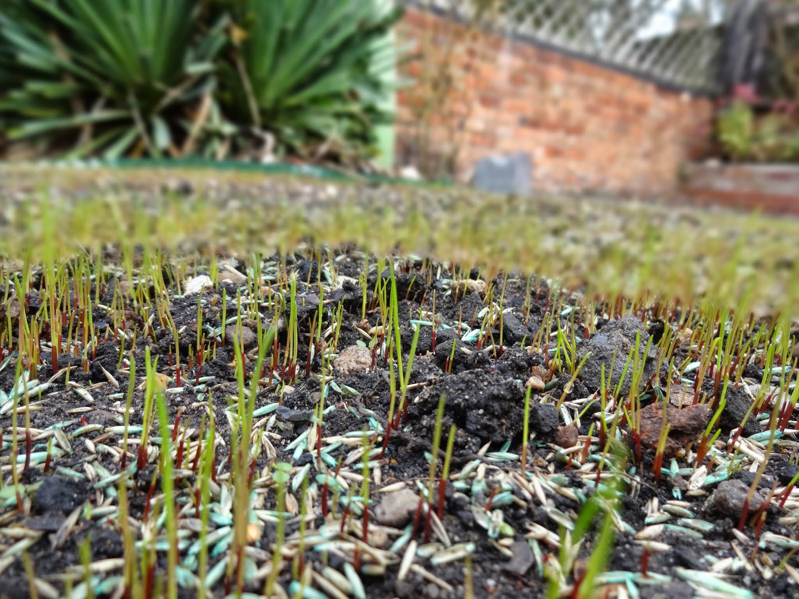 Grass Growth Update, Day 7 Kezzabeth DIY & Renovation Blog